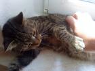 Katze Kiwi sucht DICH